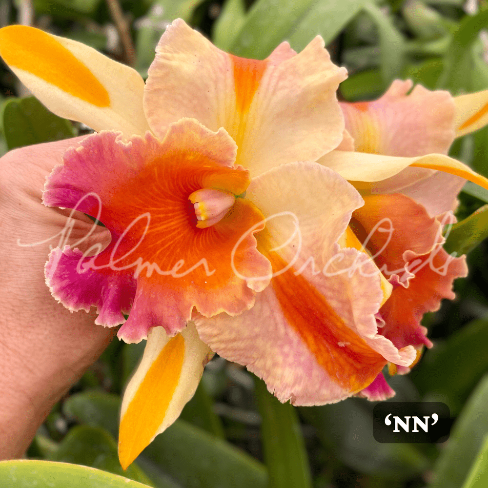 Rlc. Amazing Thailand — Palmer Orchids